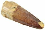 Fossil Spinosaurus Tooth - Real Dinosaur Tooth #322311-1